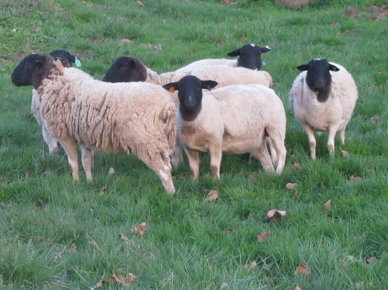 Small flock of sheep